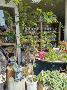 ま、夏ですね💦|「花＆器　ぐんきん」　（岩手県北上市の花屋）のブログ